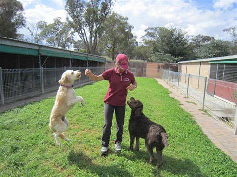 dog kennels bathurst  Find great deals and sell your items for free