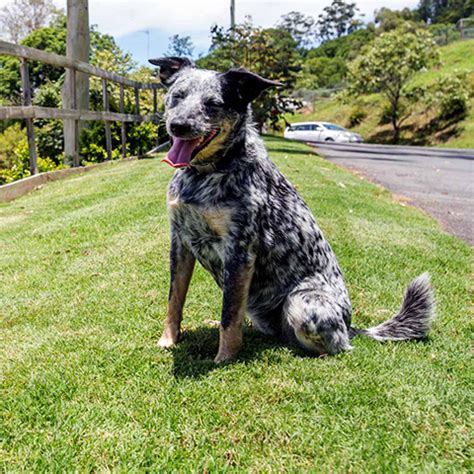 dog kennels gold coast  After learning the basics and finding what worked best with various pet boarding kennels across Australia, it was clear that the Gold Coast needed something fresh, something extraordinary and something beyond expectation for their pets