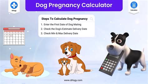 dog pregnancy week 9  Development of the internal organs