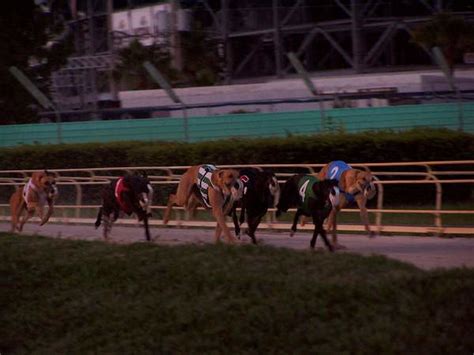 dog races daytona beach  Website