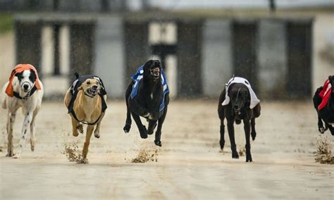 dog racing glasgow <b>erah a dellac si hcihw ,enob laicifitra na yllacipyt ,erul lacinahcem a esahc sgod ehT </b>