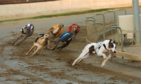 dog racing great yarmouth 5/5 stars on TripAdvisor