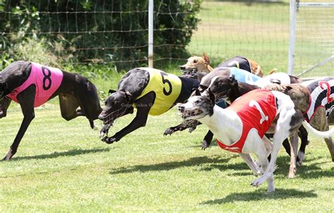 dog racing programs download  West Flagler kennel club