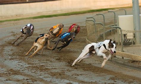 dog racing tomorrow  Friday 08 December 2023