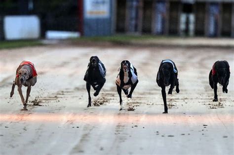 dog racing tonight  West Memphis, AR 72301Some of the best dogs in the Country will be racing on the South coast tonight, don’t miss out