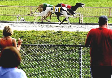 dog track tampa  Tampa, FL