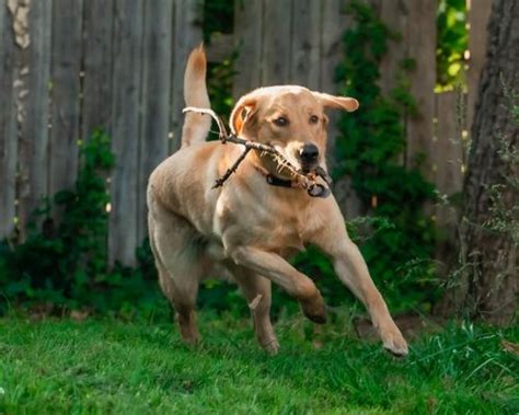 dog training ashburn  Website