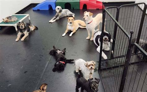 doggie daycares near my location Lucky Dog Barks and Recreation