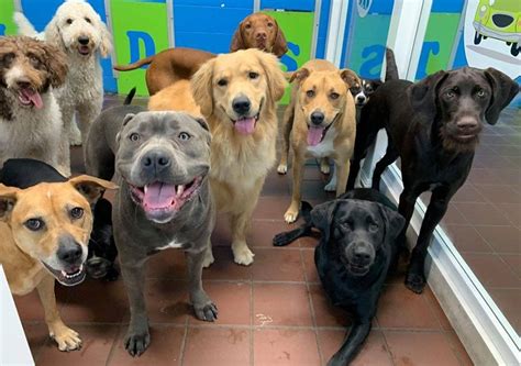 doggy day care average cost  11 repeat clients