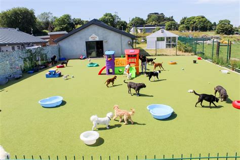 doggy day care average cost Getty