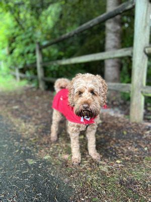 doggy day care bothell  321 child care providers are listed in Bothell, WA