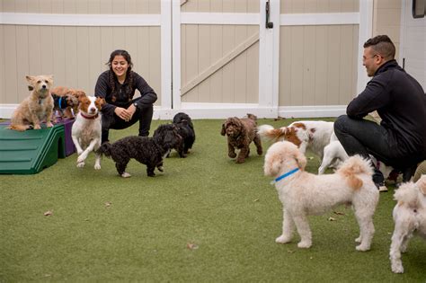 doggy day care everett  OPEN NOW