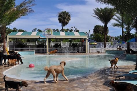 doggy day care lake worth  Search Pet Sitters