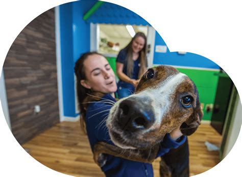 doggy day care spartanburg  See reviews, photos, directions, phone numbers and more for the best Pet Breeders in Spartanburg, SC