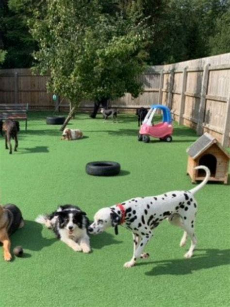 doggy daycare lincoln park  Browse cat, dog boarding, walking, grooming in Get 5 Best QuotesGet Lincoln Park Pet Sitters, Groomers, Dog Walkers and Pet Boarding Near You Get the 5 best nearby with just one request