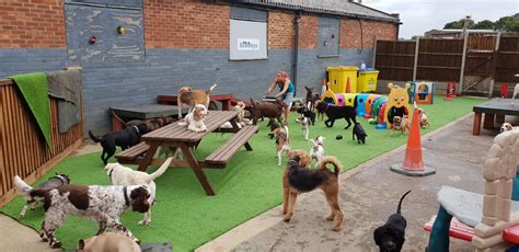 doggy daycare wahroonga  3