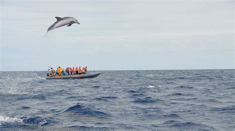 dolphin boat tour madeira beach Here are some additional tips for planning a dolphin boat tour in Marco Island: Book your tour in advance, especially during peak season