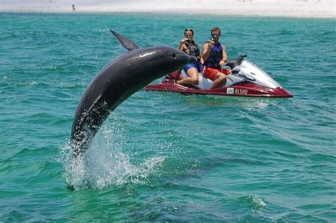 dolphin jet ski tour destin fl  from $111