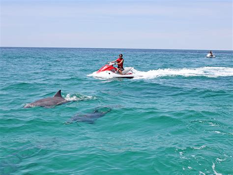 dolphin tours destin fl  SeaQuest Sunset Dolphin Sightseeing Tour: Climb aboard Destin’s SeaQuest in search of dolphins at sunset to enjoy a surreal evening of fun and affordable