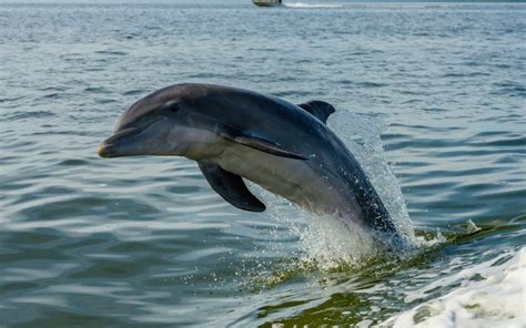 dolphin tours miramar beach fl  Miramar Beach, FL