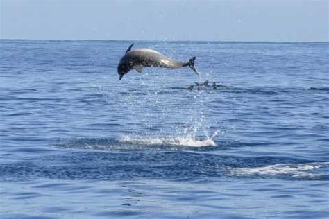 dolphin treasure  5x for 3 of a kind