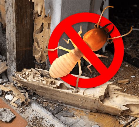 don's exterminating  With more than a century of pest control experience, we have what it takes to eliminate irritating bugs, rodents, and wildlife — and to make sure they stay gone