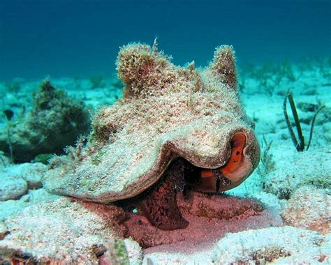 dq11 sea queen conch HOW TO CLEAN CONCH SHELLS