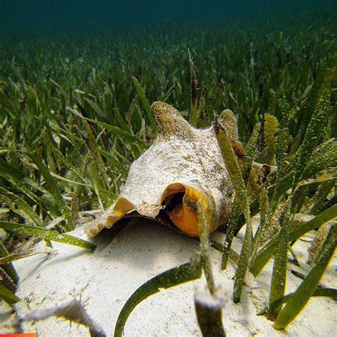 dq11 sea queen conch The queen conch fishery in Jamaica is sustained by Pedro Bank, which is the main harvesting site located approximately 80 km south-west from Kingston