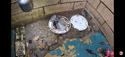 drain addict what happened to ratty ) A Man and his Rat clear blocked drains together