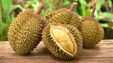 durian sukun  1 : 1-10 Benard,T dan W