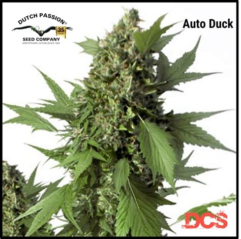 dutch passion discount code Dutch Passion Seed Company Coupon Codes
