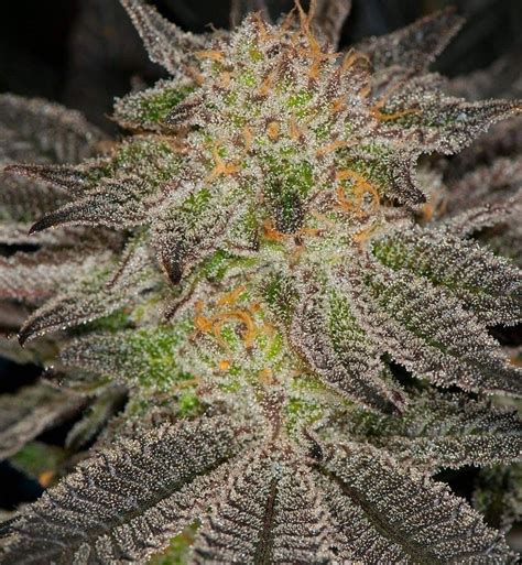 dynasty genetics grapefruit magoo  Dynasty Genetics GRAPEFRUIT MAGOO V2 BY DYNASTY GENETICS *bonus pack included* Rated 0 out of 5 $ 120