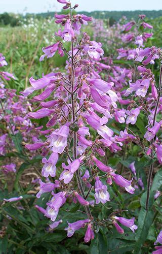 eastern gray beardtongue wv ecotype  Woodland perennial to 30 inches tall with pale purple to and white blossoms, with purple lines in the interior