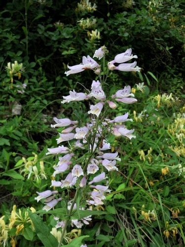 eastern gray beardtongue wv ecotype 2013 Price List - Ernst Conservation Seeds"Penstemon angustifolius is a species of flowering plant in the plantain family known by the common names broadbeard beardtongue and narrowleaf beardtongue