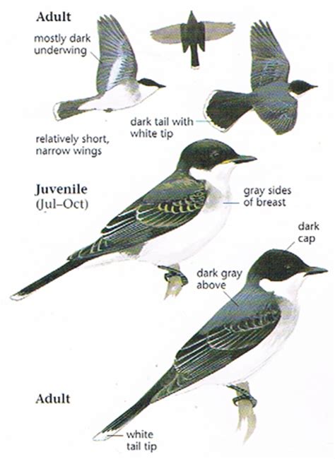 eastern kingbird male vs female 8–9