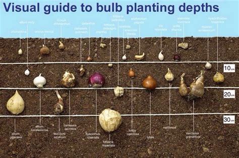 easy to grow bulbs coupon Easy to Grow Features