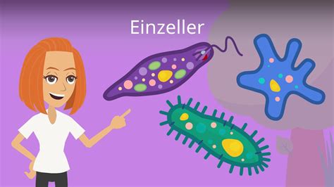 einzeller ohne feste form kreuzworträtsel  zur Umschreibung Wurzelfüßer der Meere, Einzeller mit meist vielkammerigem Kalkgehäuse einsenden