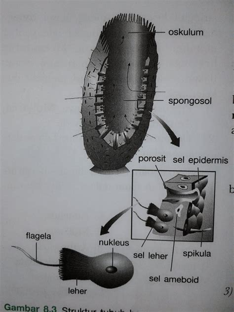 eksoskeleton penyusun tubuh porifera berupa duri duri yang dinamakan Anggota filum Echinodermata yang mempunyai bentuk tubuh bulat dan memiliki duri-duri yang sangat panjang di permukaan tubuhnya termasuk ke dalam kelas