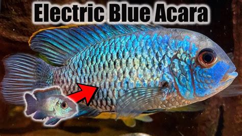 electric blue acara growth rate  A breeding pair might get quite aggressive with tankmates; Stick to similar-sized community fish