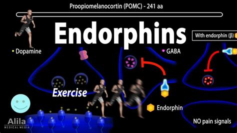 endorphin gameplay  promote immune system health