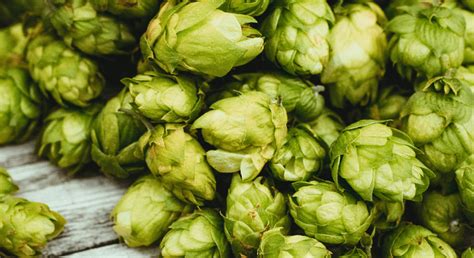 enigma hops profile  The bold flavor profile draws from its roots as a cultivated daughter of Sabro® Brand HBC 438