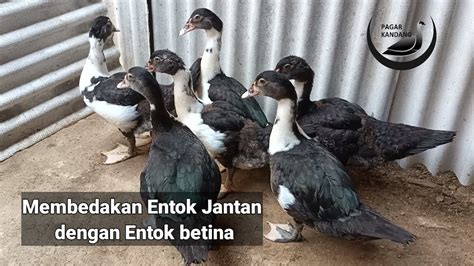 entok jantan 000 per ekor