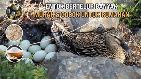 entok umur 2 bulan  Untuk puncak produksi telur terjadi pada saat bebek mencapai usia 4,5 bulan dengan masa produksi telur selama kurang lebih 2 tahun