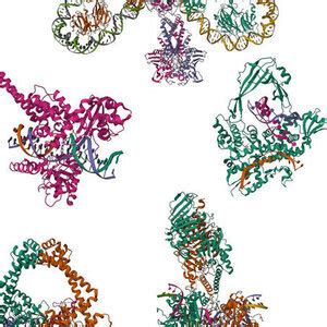 enzim topoisomerase Title: Isolasi Dan Uji Genotoksisitas Inhibitor Topoisomerase I Daun Lipomoea pes-caprea: Authors: Wijatmoko, Agus: Issue Date: 2007: Abstract: Enzim DNA topoisomerase merupakan enzim nuclear essensial yang mengatur replikasi DNA di dalam sel