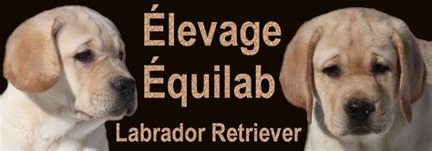 equilab labrador  LABRADORS DE CHANTEMELSE : elevage canin de labrador retriever | Élevage canin, Canin, Labrador