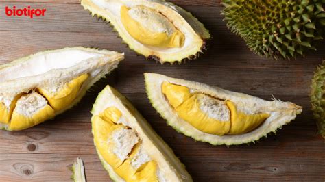 erek erek belah durian Bukan hanya itu saja, disini juga kami telah merangkumnya dengan berdasarkan abjad dari A sampai Z dan yang pasti sangatlah akurat untuk dapat