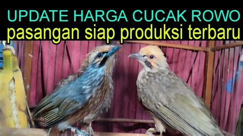 erek erek burung cucak rowo  Kandang biasanya di buat dengan tembok dari batu bata dan juga kawat ram serta