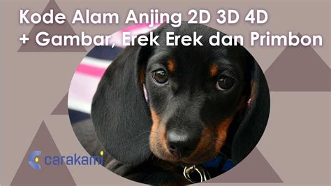 erek erek dikejar anjing  4D (2999 – 6500) 3D (355 – 066) 2D (09 – 15)