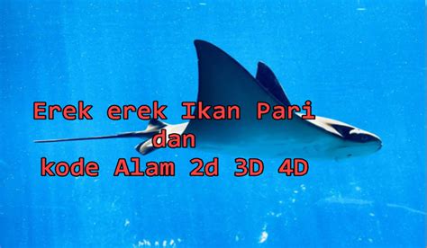 erek erek ikan pari 4