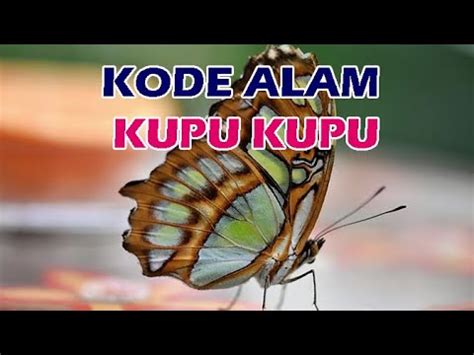 erek erek kupu kupu masuk rumah Erek erek mimpi Kupu kupu masuk rumah siang hari 2021 dalam Togel 2D 3D Dan 4D hai guys jumpa kembali di jp seputar mimpi kali ini admin akan mengulas tuntas mengenai tentang Kupu kupu masuk rumah siang hari 2021Mimpi Kupu kupu masuk rumah siang hari 2021 memang tidak semuanya diartikan sebagai petanda baik